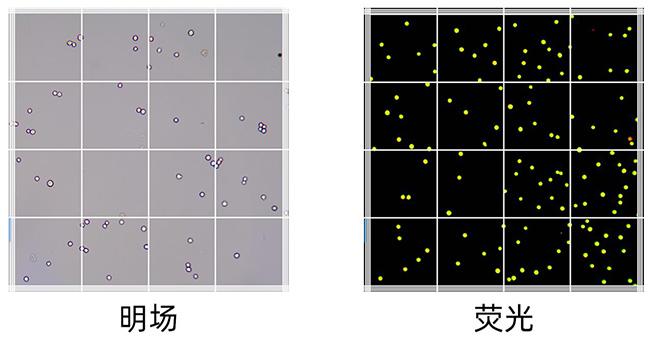 ‌明场与荧光.jpg